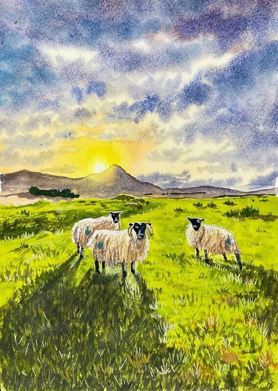 Sheep at Donegal in Watercolour