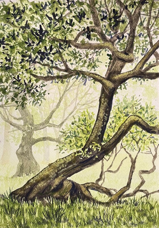 Old Twisted Trees in Watercolour