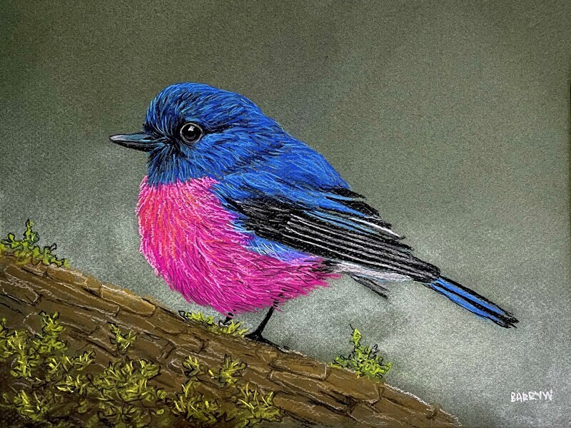 An Australian Pink Robin in Pastels