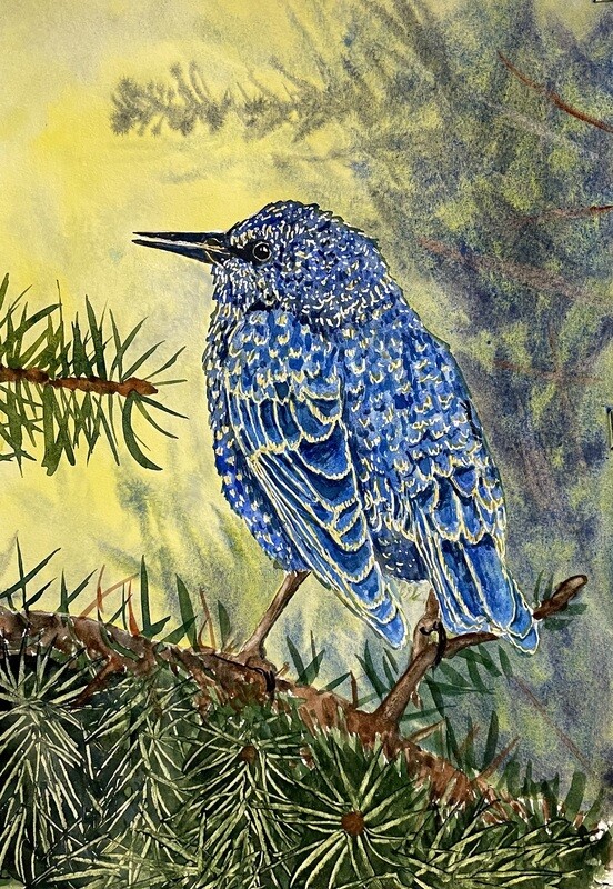 Blue Speckled Starling in a Fir tree in Watercolour