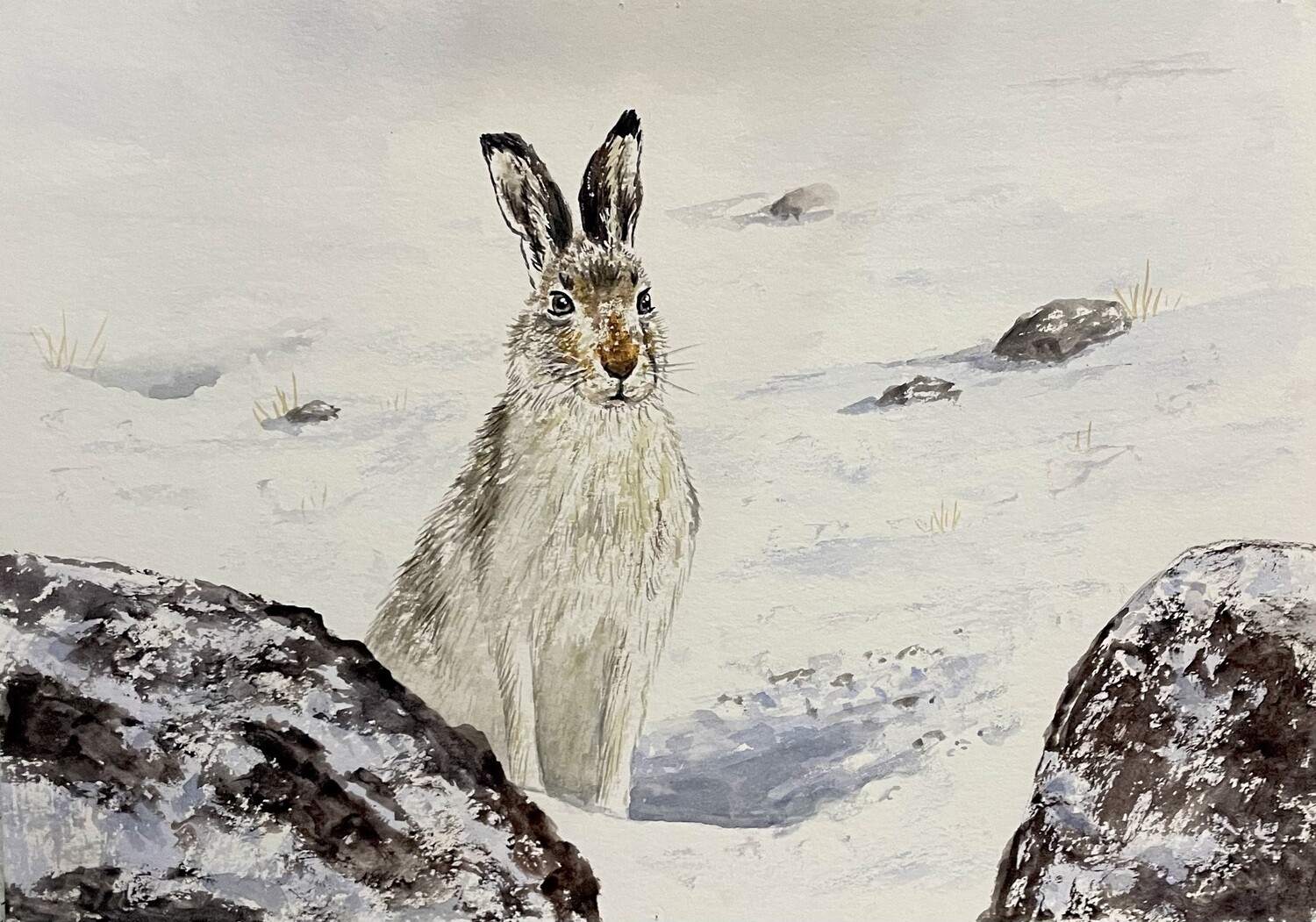 Snow Hare in the Snow in Watercolour