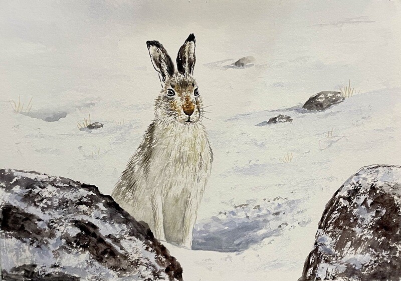 Snow Hare in the Snow in Watercolour