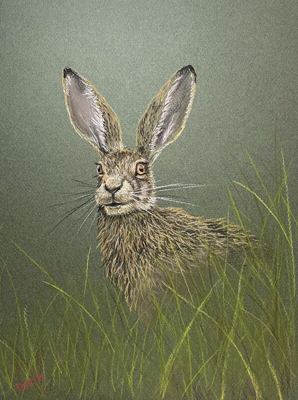 Hare in the Long Grass in Pastels