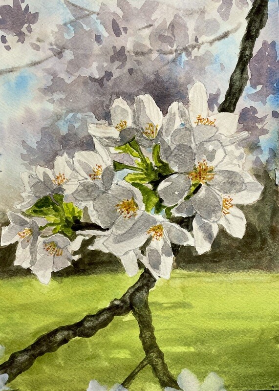 Sunlit Blossom in Watercolour