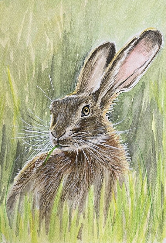 Hare in the Grass in Watercolour Pencil
