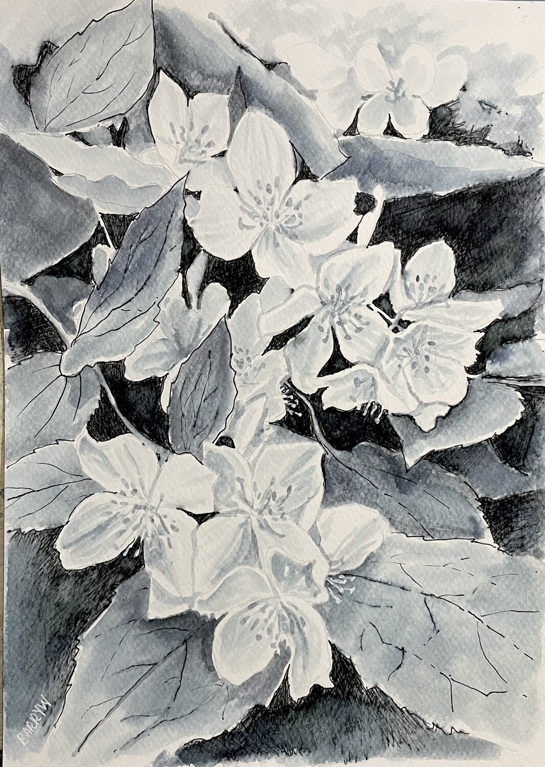 White Blossom in Water-Solouble Pen