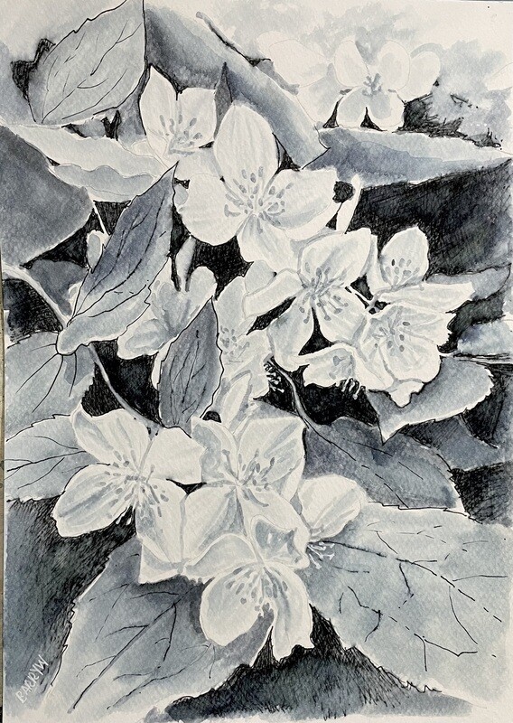 White Blossom in Water-Solouble Pen