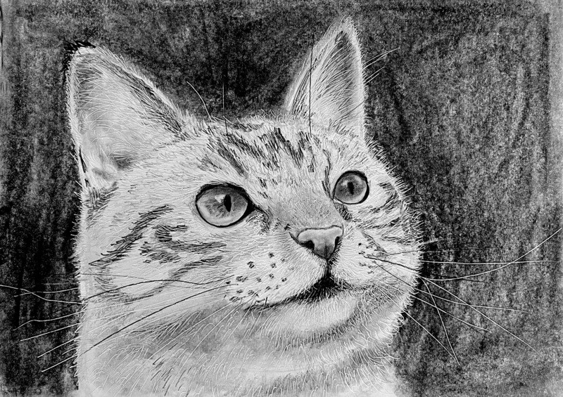 Cat&#39;s Head Up Close in Pencil