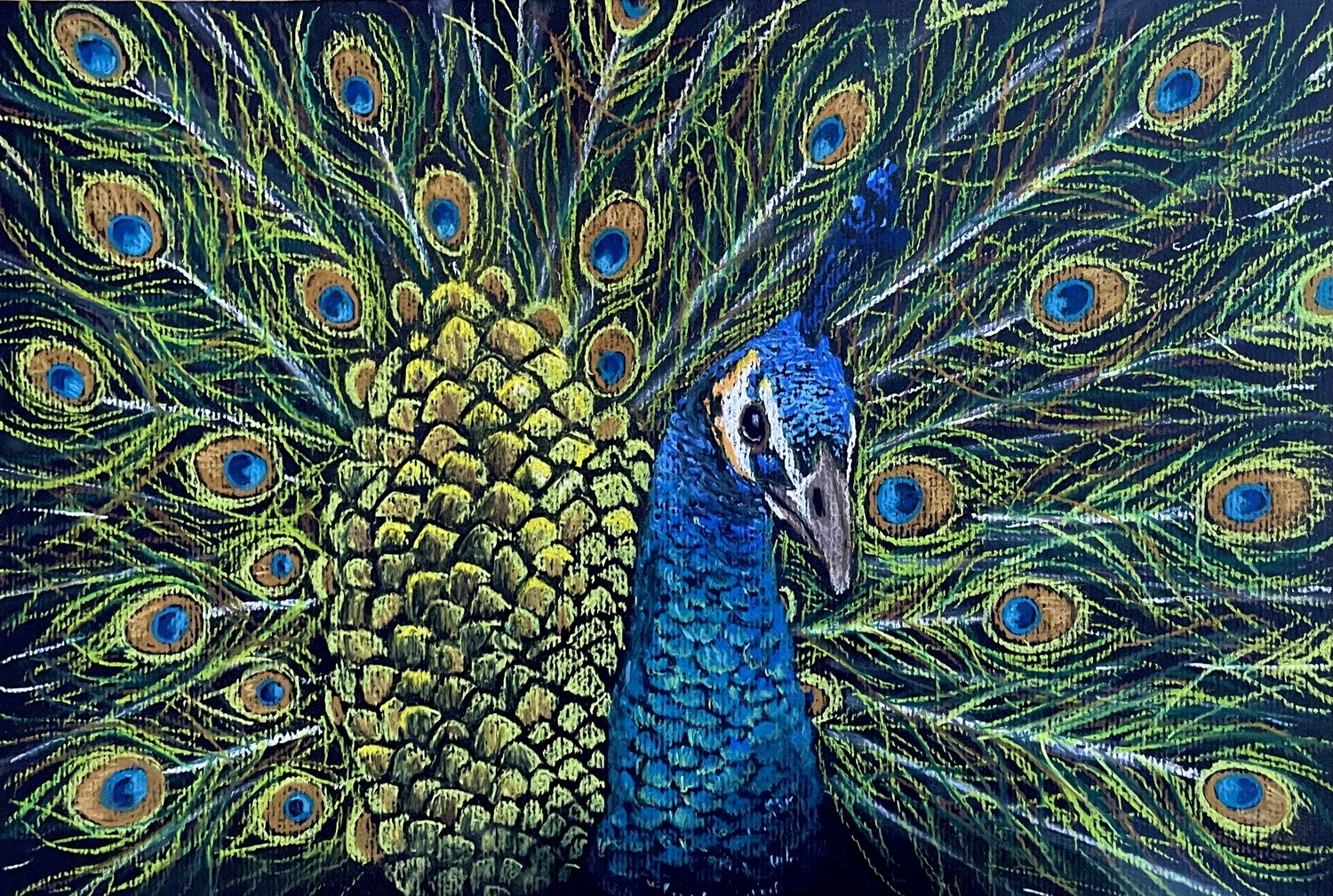 Peacock Up Close in Pastels