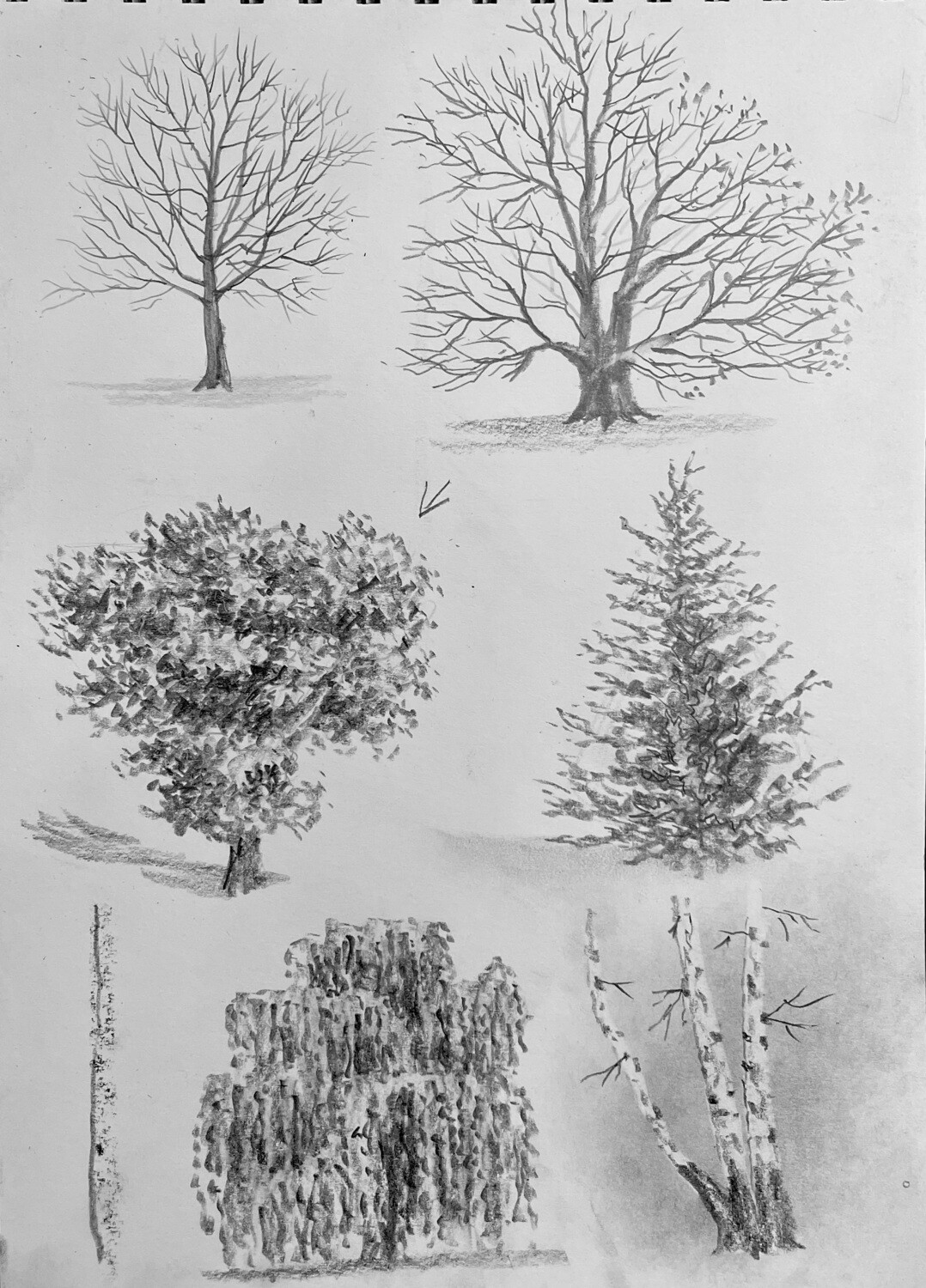 Skill Builder: Trees in Pencil
