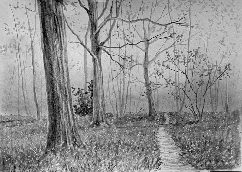 Bluebell Wood in Pencil