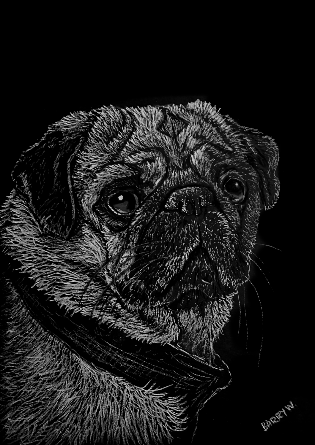 Pug on Black Paper in White Pastels