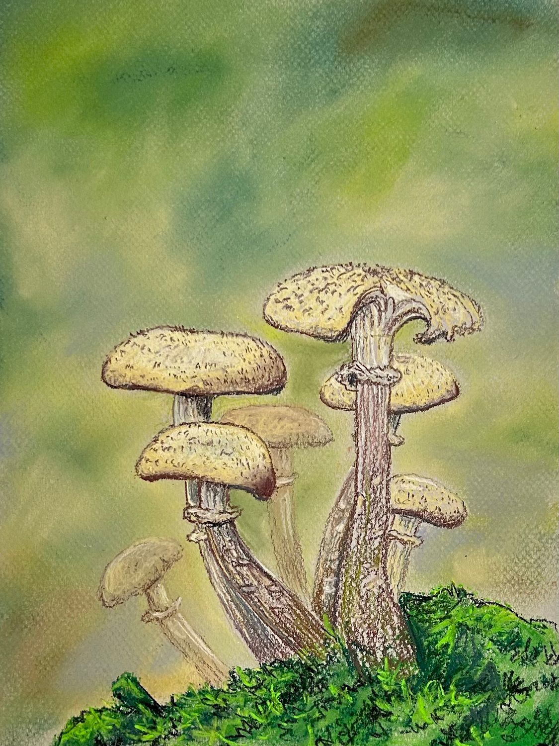 Toadstools in Pastels