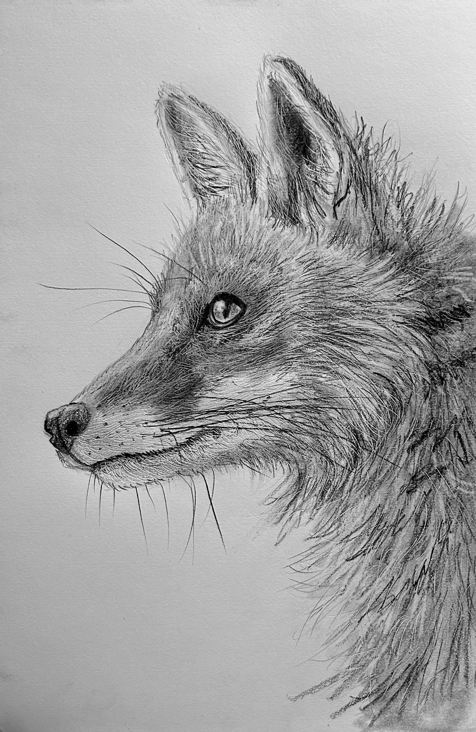 Fox Head in Pencil