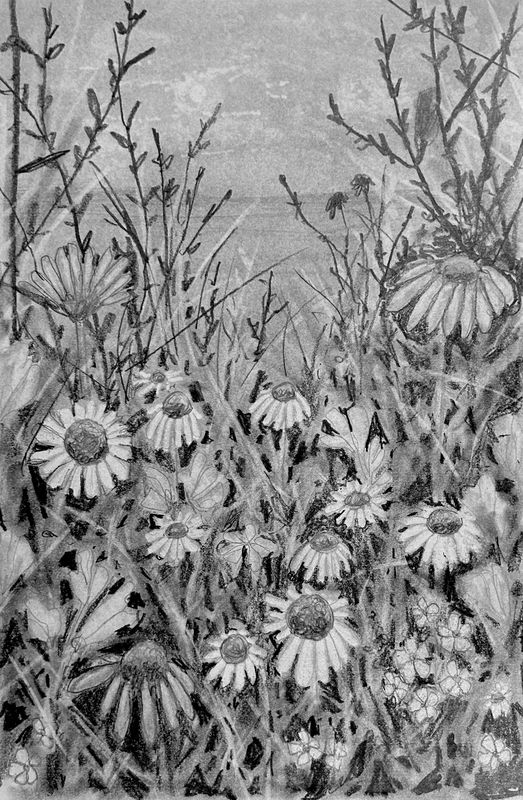 Wildflower Meadow Up Close in Pencil