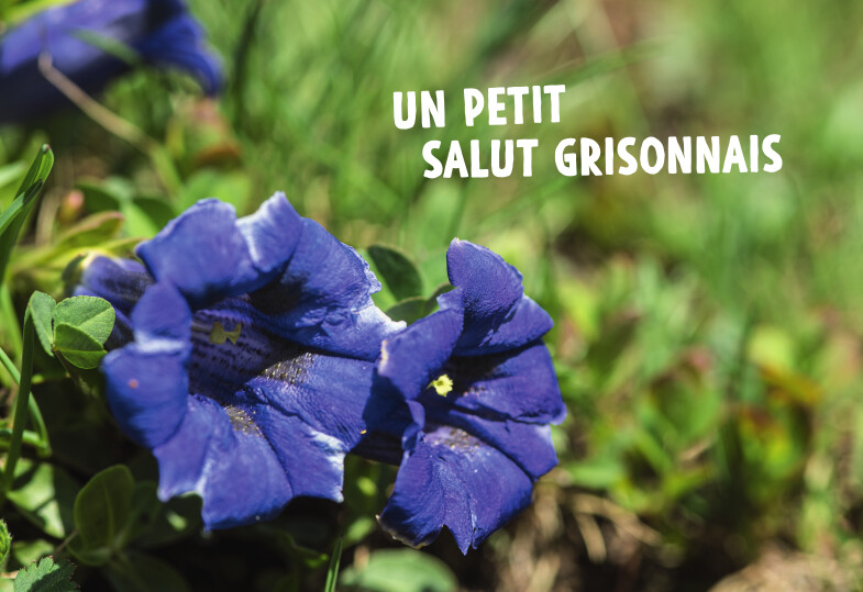 Carte de vœux un petit salut  Grisonnais