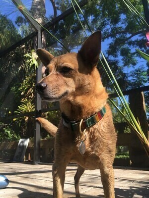 Dog
