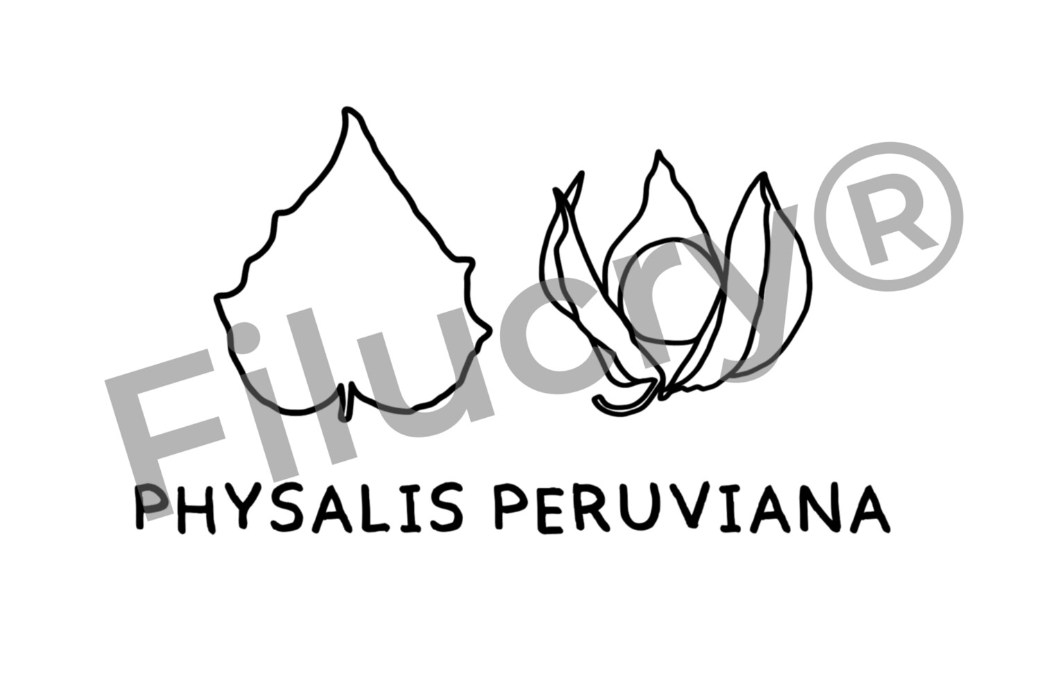 "Physalis" Plotterdatei, Digitaler Download, SVG / JPG / PNG / PDF