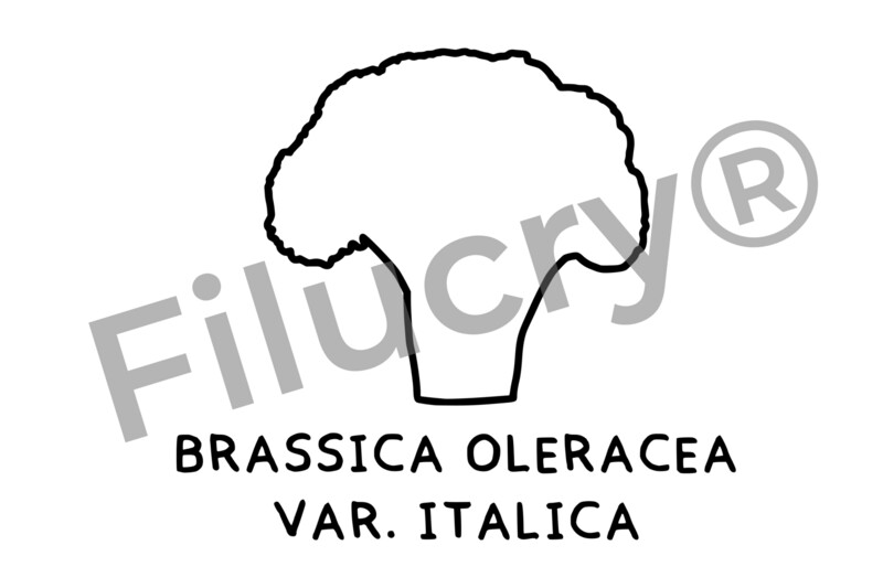 "Brokkoli" Plotterdatei, Digitaler Download, SVG / JPG / PNG / PDF