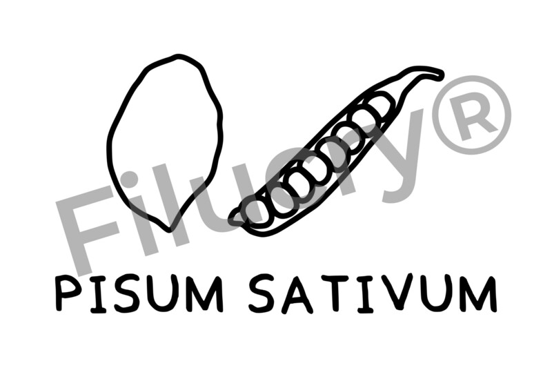 "Erbsen" Plotterdatei, Digitaler Download, SVG / JPG / PNG / PDF