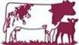 Shorthorn Cow Calf