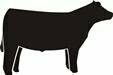 Black Steer