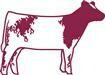 Shorthorn Heifer