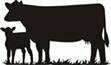 Black Cow Calf