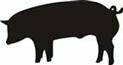 Black Pig