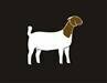 Boer Goat
