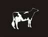 Holstein Dairy Cow