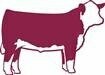 Hereford Steer