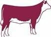 Hereford Heifer