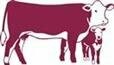 Hereford Cow Calf