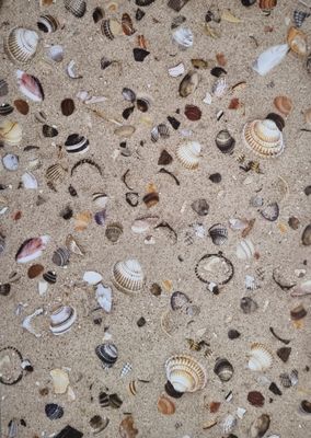 Sand mit Muscheln - Designpapier DinA4