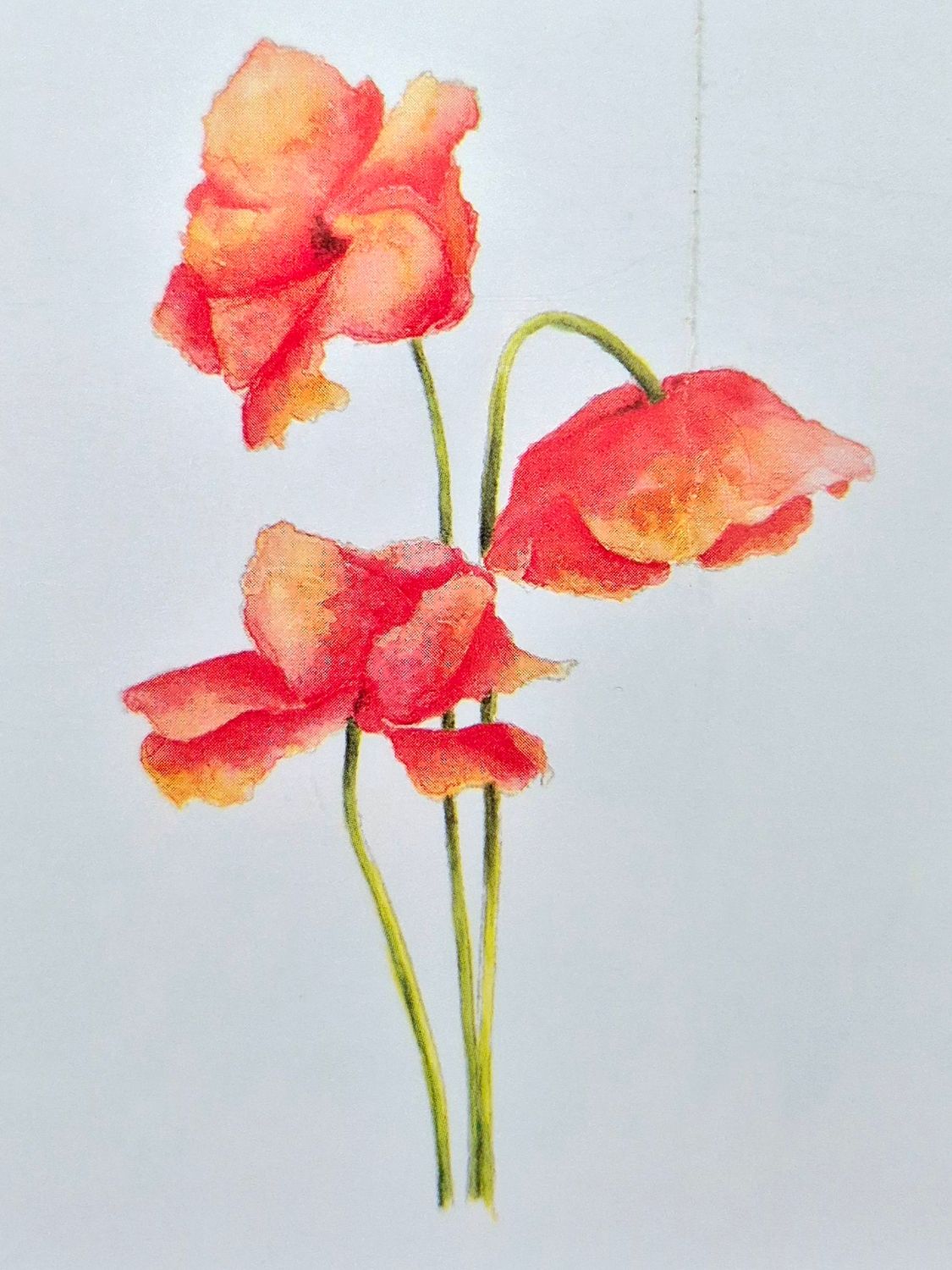 Mohnblumen
