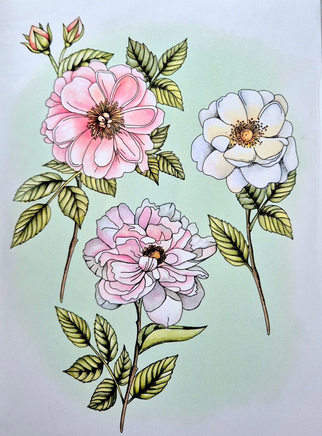 Rosen DinA5