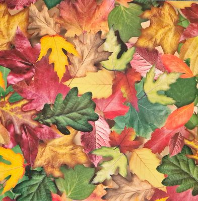 Herbstlaub Motivpapier DinA4 Herbstlaub Motivpapier DinA4