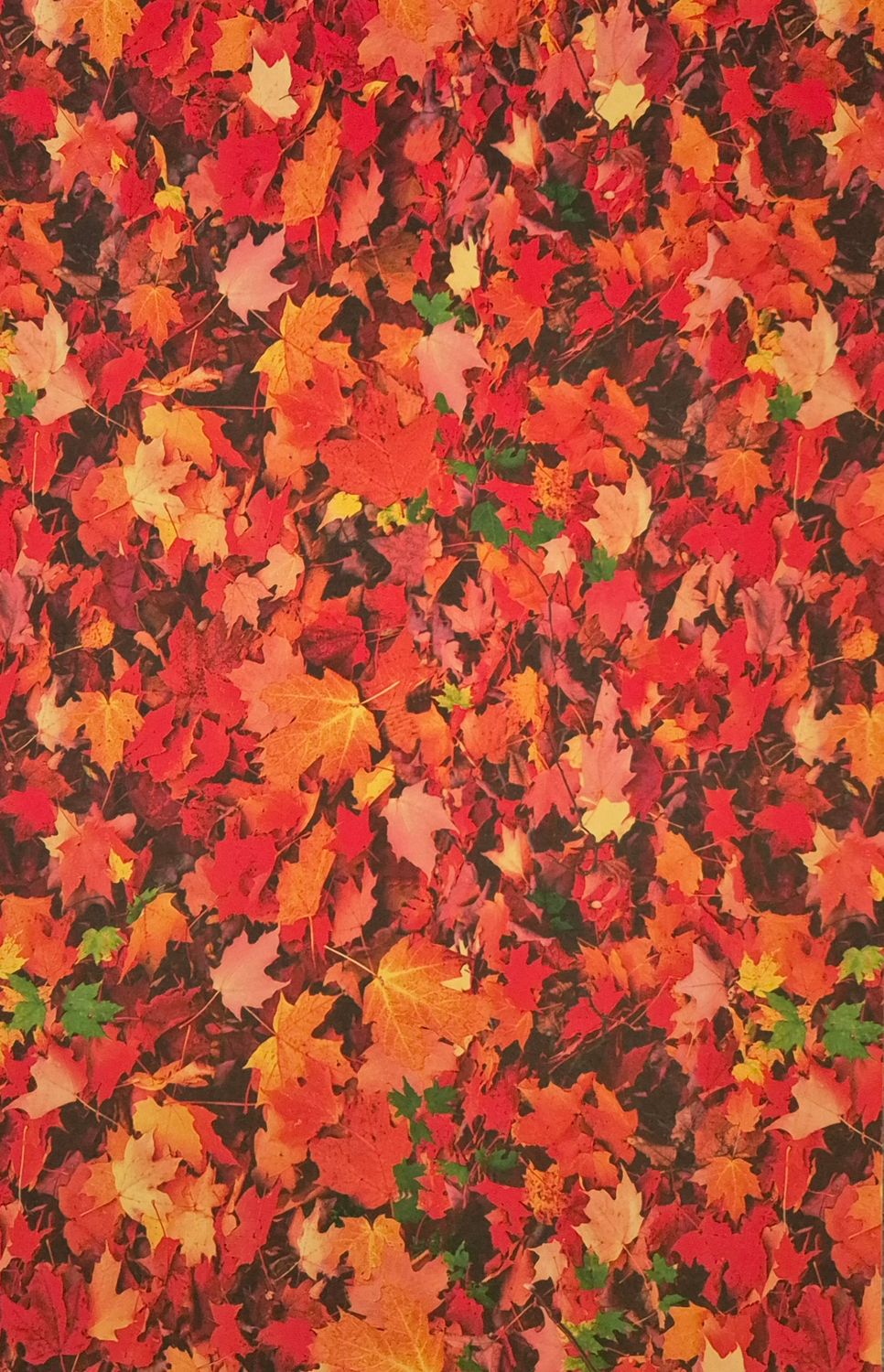 buntes Herbstlaub DinA4