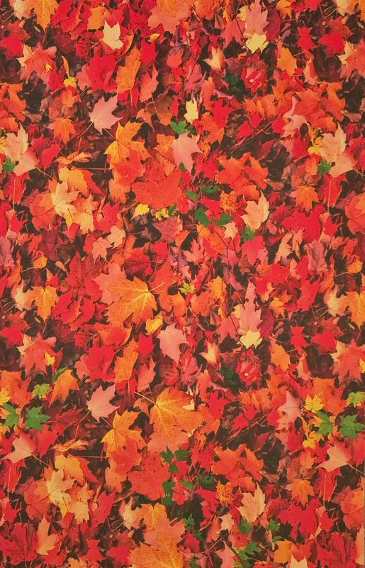 buntes Herbstlaub DinA4