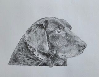 Get Your Favorite Pets Portrait Drawn in Pencil