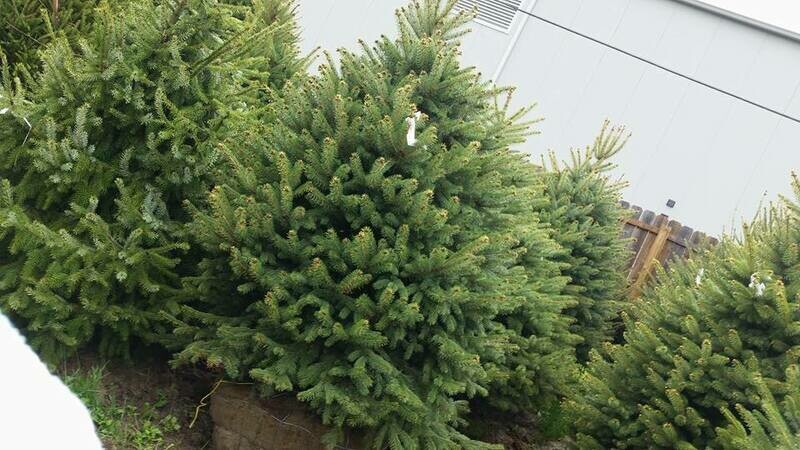 Norway Spruce Tree 6'-7' B&amp;B