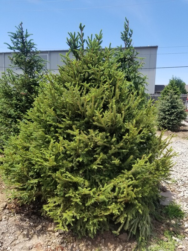Norway Spruce Tree 6&#39;-7&#39; B&amp;B