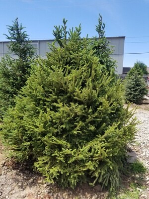 Norway Spruce Tree 6&#39;-7&#39; B&amp;B