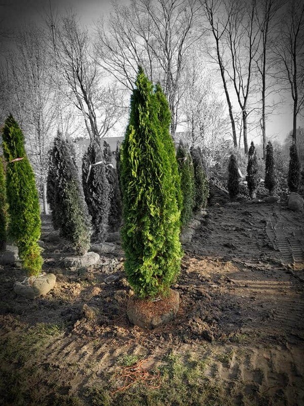 Emerald Green Arborvitae 7&#39; B&amp;B