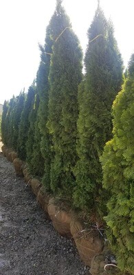 Emerald Green Arborvitae 7' B&amp;B