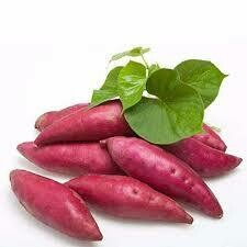 Sweet Potatoes Organic有机红薯 (7.99/lb)