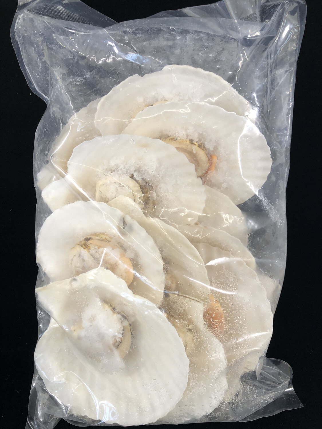 Z Frozen Scallop 大扇贝