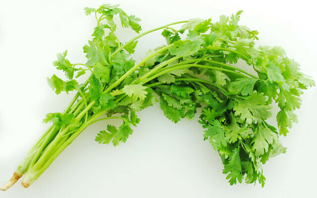 Cilantro 香菜 0.3 lb pack