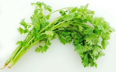 Cilantro 香菜 0.3 lb pack
